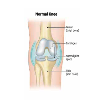 Normal Knee